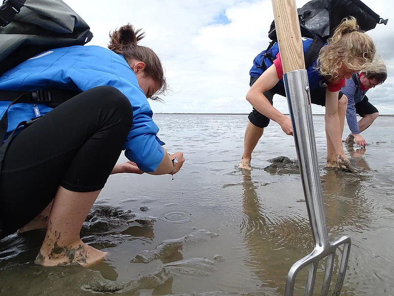 Eine Forke steckt im Watt. Zwei Menschen hocken auf dem Wattboden und untersuchen die Lebewesen im Watt