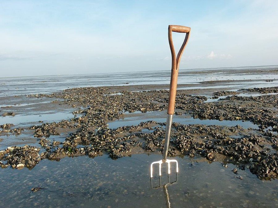 Eine Forke steckt im Wattenmeer