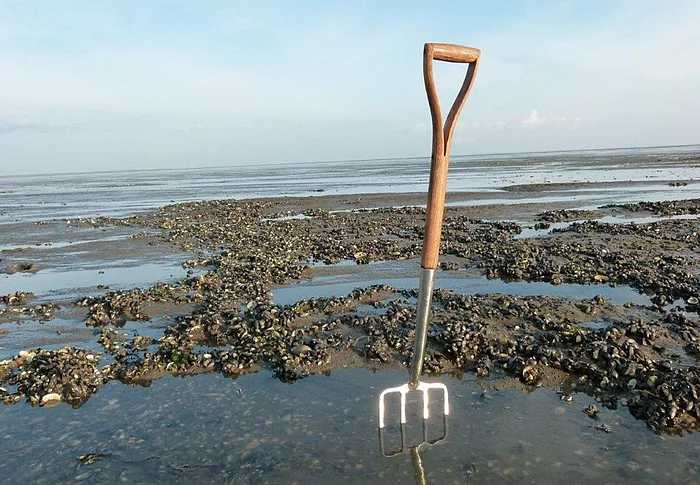 Watt & Muscheln Eine Forke steckt im Wattenmeer