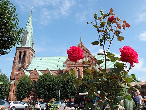Blick auf den Meldorfer Dom mit blauem Himmel. Im Vordergrund steht eine rote Rose