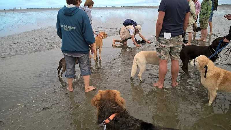 Menschen und Hunde im Watt