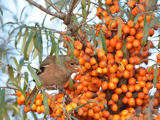 Eine Buchfink nascht von den orangen Früchten des Sanddorns
