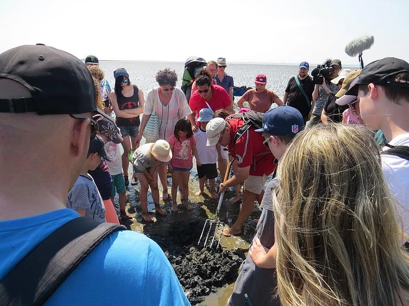 Der Wattführer gräbt mit Kindern nach Lebewesen im Watt. Inmitten einer größeren Menschenmenge